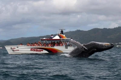 Join a whale watching tour from santo domingo to samaná, visit bacardi island, and enjoy lunch. january–march only. includes transport and guide.