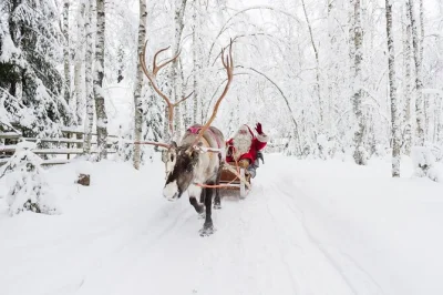 Meet reindeer in rovaniemi, ride a sleigh through snowy forests, and share finnish snacks with a local guide. includes pickup and reindeer driver license.