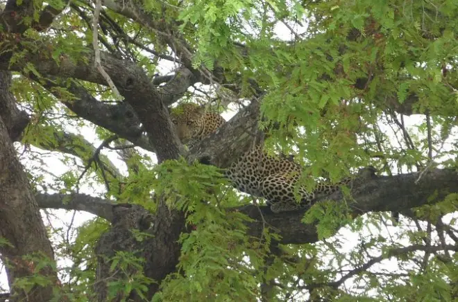 Safari de 2 jours de Dar es Salaam au parc national de Mikumi