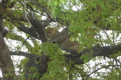 Safari de 2 jours de Dar es Salaam au parc national de Mikumi