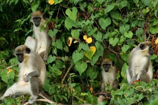 Tour por la selva de St Kitts: Monos, aves y plantas medicinales