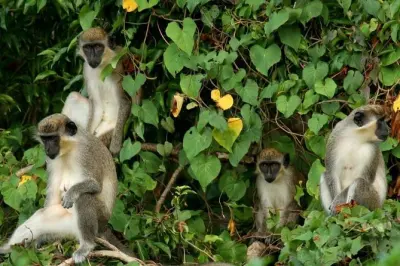 Tour por la selva de St Kitts: Monos, aves y plantas medicinales