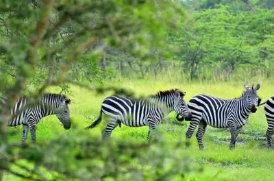 Parque nacional Lake Mburo: Safari de vida silvestre y paseo en bote