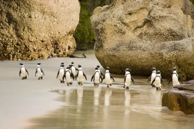 See cape town’s coast, visit bo-kaap, and meet african penguins at boulders beach. includes entrance fees, bottled water, and a local guide with pickup.