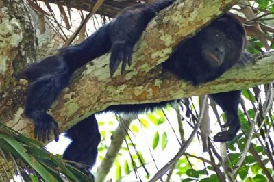 Spot howler monkeys, manatees, toucans & more on a monkey river tour from placencia. guided river cruise, wildlife, local culture & belizean lunch included.