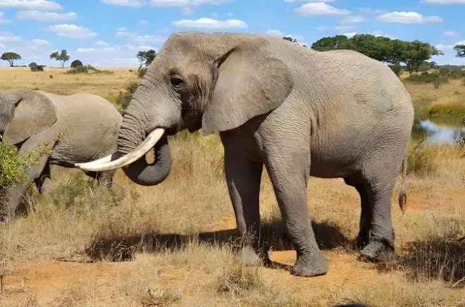 Afrikanische Wildtiersafari in Harare: Live-Guide & Mittagessen