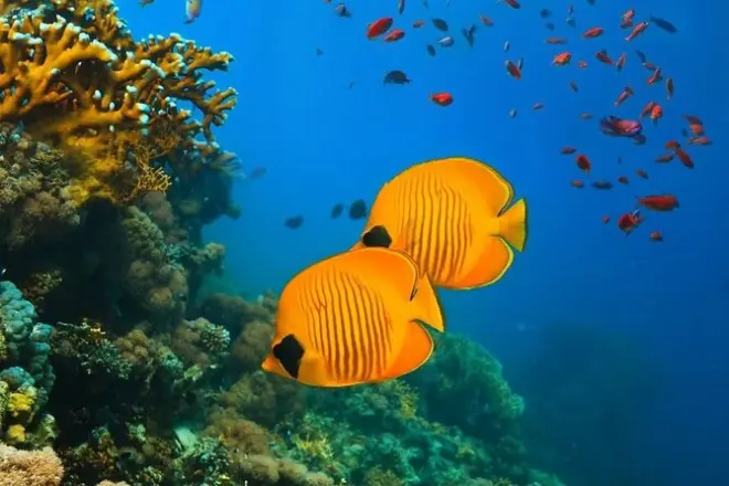 Michamvi snorkeling : Étoiles de mer, tortues et grotte Kuza