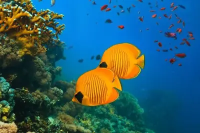 Michamvi snorkeling : Étoiles de mer, tortues et grotte Kuza