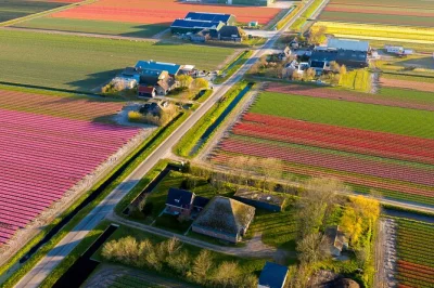 Cycle through noord holland’s tulip fields with a dutch local guide, see windmills and villages, and enjoy snacks. includes bike rental and local stories.