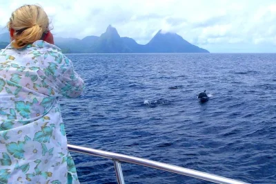 See whales and dolphins off st lucia’s north coast with a local guide. includes hotel pickup, drinks, and snacks. experience marine life up close on this small-group cruise.