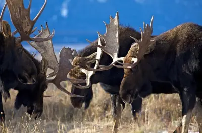 Coucher de soleil à Jackson avec guide privé et faune sauvage