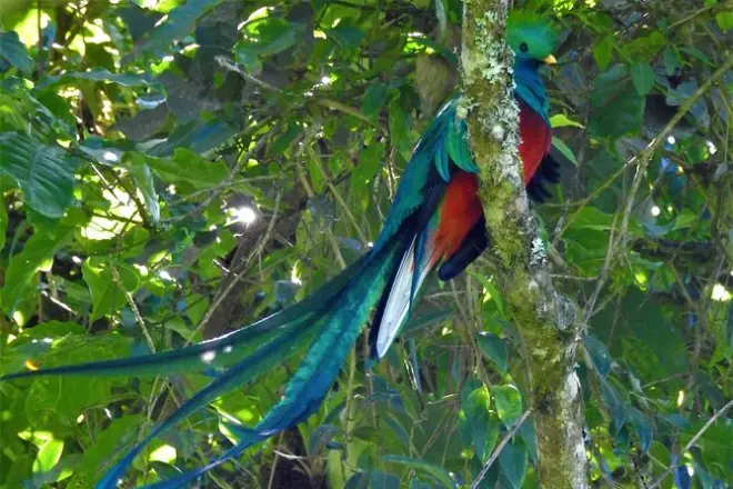Quetzal bird watching tour Panajachel: Spot quetzals