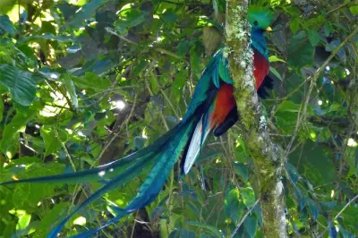 Quetzal bird watching tour Panajachel: Spot quetzals