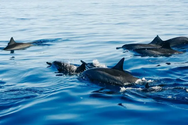 Zanzibar : Aventure privée d'une journée avec dauphins et singes