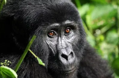 Gorilla-Trekking ab Kigali: Eine Stunde mit Berggorillas