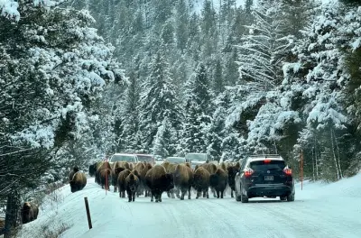 Safari de vida silvestre en invierno: Valle Lamar desde Big Sky
