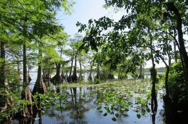 Kayak sur le lac Norris : Marais de cyprès avec nids de balbuzards