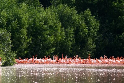 Watch flamingos in celestún’s wild mangroves, glide by boat with a local guide, and taste yucatecan seafood on the beach. includes private pickup and lunch.