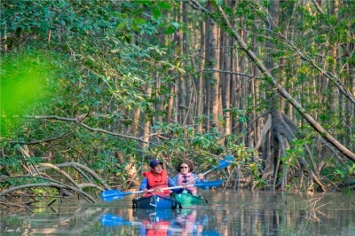 Kayak through the preciosa platanares mangroves near puerto jiménez, spot wildlife with a local guide, and enjoy fresh fruit snacks. small group tour with all gear included.