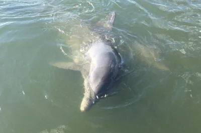 Découvrez les dauphins sauvages près de folly beach lors d’une sortie privée en bateau à charleston. guide local, glacière avec eau en bouteille et tout l’équipement de sécurité inclus pou