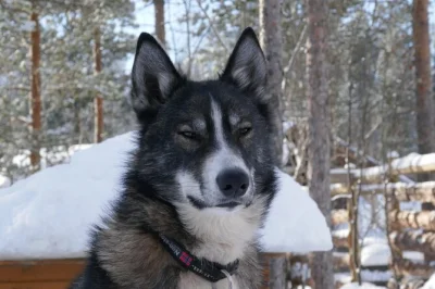 Experience a private husky sled tour in norway’s alta valley with a local guide. meet friendly dogs, enjoy hot drinks, and maybe catch the northern lights. small group, includes snacks.