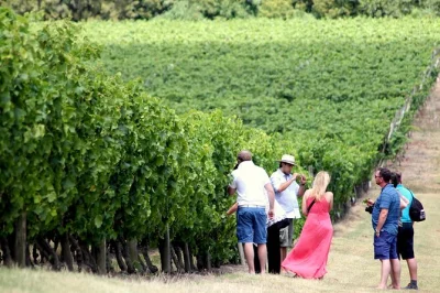 Visit a family-run winery near montevideo for a vineyard tour, guided tasting of four wines, and a relaxed three-course lunch. includes hotel pickup.