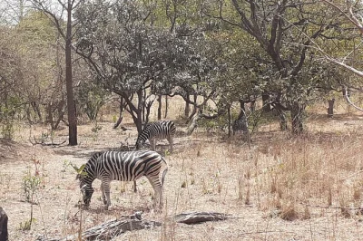 Cross into senegal for a private wildlife safari at fathala park. see giraffes, rhinos, and more with a local guide. includes hotel pickup and border crossing.