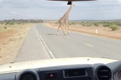 Experience wildlife close to arusha on a half day safari with private guide and hotel pickup. see giraffes, monkeys, and more. includes bottled water & transfers.