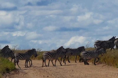 Experience tanzania’s tarangire national park on a guided day trip from arusha. see elephants, baobabs, and wildlife with lunch and pickup included.