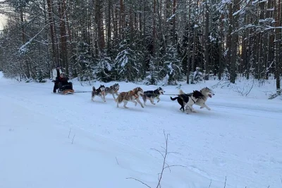 Ride through latvia’s winter forest on a private husky sled tour from riga. includes hotel pickup, english-speaking guide, and optional gourmet lunch.