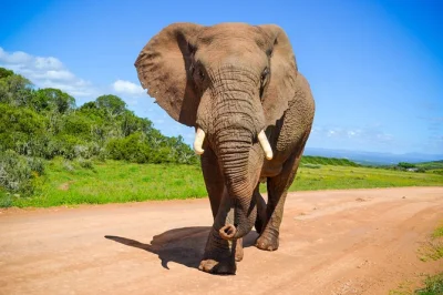 See africa’s big 5 at schotia game reserve near addo, with pickup from port elizabeth harbor. includes open vehicle safari, snacks, drinks, and expert local guide.