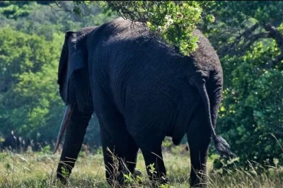 Experience maputo national park’s wildlife, elephants, and wild beaches on a guided day trip from maputo. includes brunch, snacks, entry fees, and pickup.