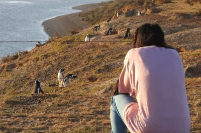 Observa la fauna en península valdés, visita caleta valdés y recorre puerto madryn con un guía local. incluye traslado desde el puerto de cruceros y café o té.
