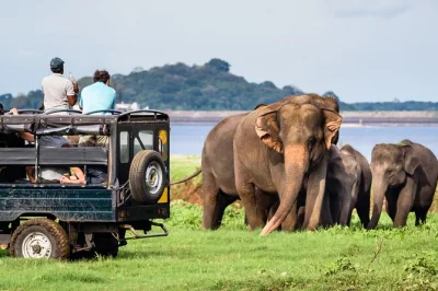 See wild elephants and leopards in yala and udawalawe national parks on a private safari from galle or nearby. includes hotel pickup, lunch, and local guide.