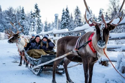 Meet a local herder family, ride a reindeer sled through lapland’s snowy forests, and get professional photos. includes pickup, warm gear, and snacks.