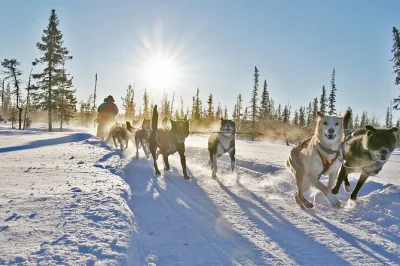 Experience a dogsled adventure near kiruna with a local guide, warm clothing, and a traditional swedish fika break. includes small group tour and hot drinks.