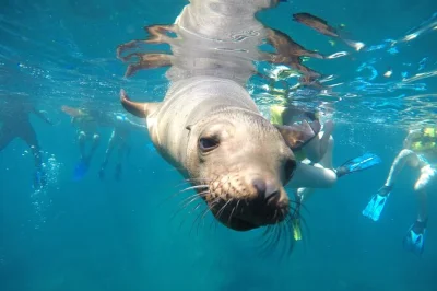 Faça snorkel com tubarões-baleia e leões-marinhos em la paz, depois relaxe na praia balandra com ceviche fresco e bebidas geladas. equipamento, almoço e guia local incluídos.