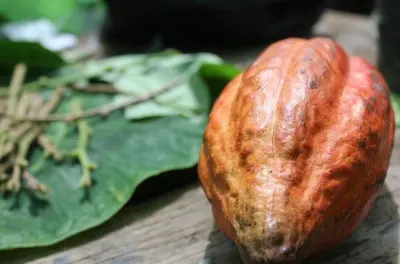 St. Lucia Rum & Chocolate Tasting Tour: Island Flavors