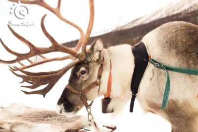 Experience a reindeer safari in rovaniemi’s snowy forests, meet local herders, enjoy snacks by the fire, and learn about sámi culture. includes pickup and warm gear.