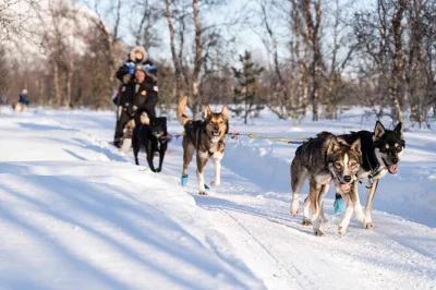 Steuere deinen eigenen husky-schlitten bei tromsø mit erfahrenem guide, thermokleidung und transfer. erlebe arktische landschaften und freundliche alaskan huskys hautnah.