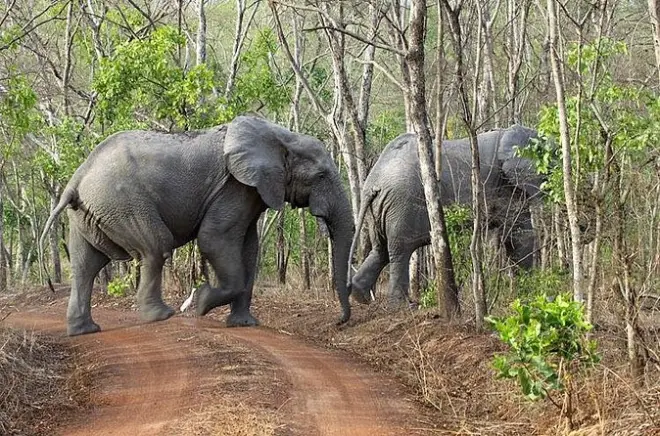 Safari no Parque Nacional Mole: Carro, caminhada e canoa