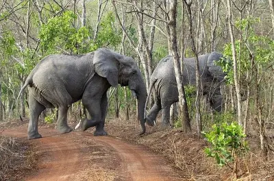 Safari fauna nel parco nazionale Mole: Guida, cammino e canoa