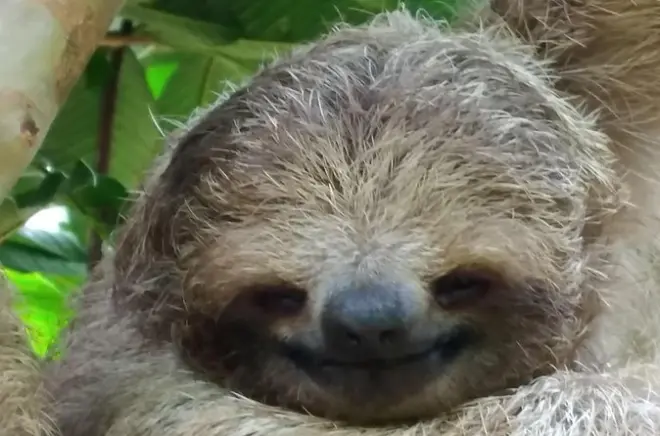 Rio Celeste Waterfall Tour: Sloths & Rainforest Adventure