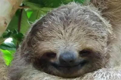 Rio Celeste Waterfall Tour: Sloths & Rainforest Adventure