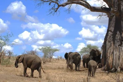Experience tarangire’s elephants and ngorongoro’s wildlife on a guided safari from moshi. includes all meals, private transport, and campsite stays.