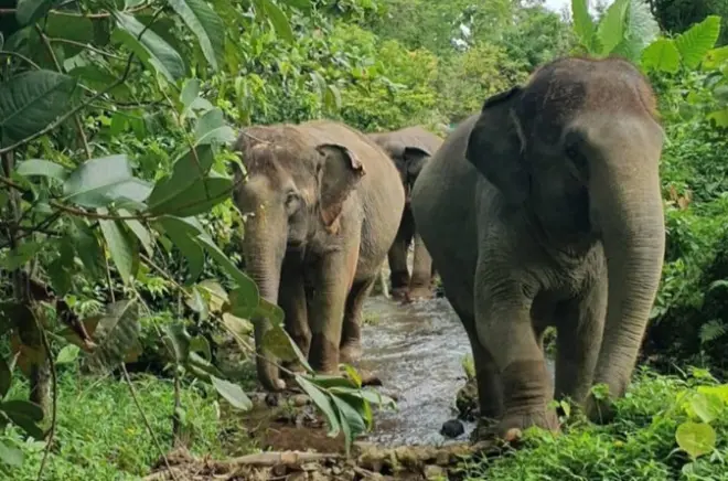 Koh Lanta Elephant Experience: Meet & Feed with Hotel Transfer