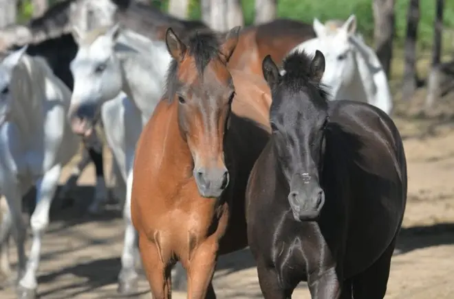 Horseback Riding in Boquete: Private Cloud Forest Trails