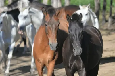 Horseback Riding in Boquete: Private Cloud Forest Trails