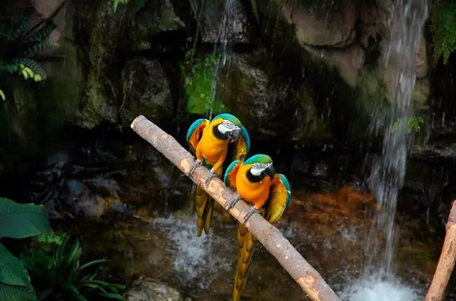 Tambopata Amazonie 5 jours : Colline d’argile des aras et faune