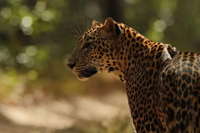 Wilpattu National Park: Safári para ver leopardos no Sri Lanka